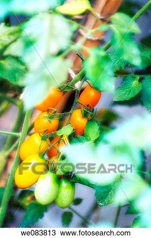 Red Cherry Tomatos Growing in a Garden. Solanum lycopersicon. View Large Photo Image Stock Image - Red Cherry Tomatos Growing in a Garden. Solanum lycopersicon.. Fotosearch