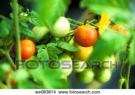 Red Cherry Tomatos Growing on a Vine. Solanum lycopersicon. View Large Photo Image Picture - Red Cherry Tomatos Growing on a Vine. Solanum lycopersicon.. Fotosearch