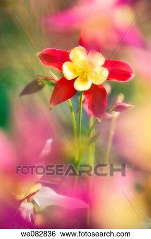 Red Columbine Flower and Buds. Aquilegia caerulea. April 2008. Maryland, USA. View Large Photo Image Stock Photograph - Red Columbine Flower and Buds. Aquilegia caerulea. April 2008. Maryland, USA.. Fotosearch