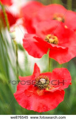 Red Corn Poppy Flowers, Green Background View Large Photo Image Stock Photography - Red Corn Poppy Flowers, Green Background. Fotosearch