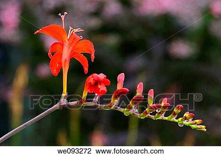 Red Crocosmia Lucifer flower head at Annapolis Royal Historic Gardens Nova Scotia View Large Photo Image Stock Image - Red Crocosmia Lucifer flower head at Annapolis Royal Historic Gardens Nova Scotia. Fotosearch