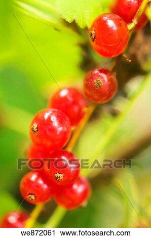 Red Currant View Large Photo Image Stock Image - Red Currant. Fotosearch