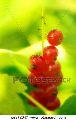Stock Photo - Red Currant. Fotosearch