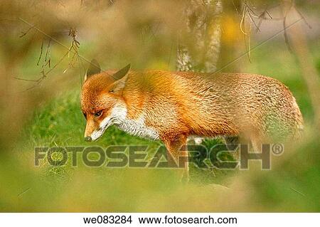 Red fox vulpes vulpes hiding in the undergrowth View Large Photo Image Picture - Red fox vulpes vulpes hiding in the undergrowth. Fotosearch