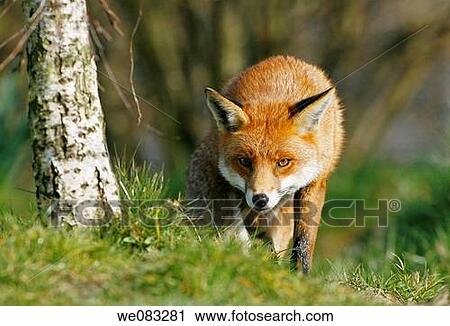 Red fox vulpes vulpes stalking prey View Large Photo Image Stock Image - Red fox vulpes vulpes stalking prey. Fotosearch