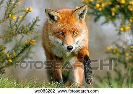 Red fox vulpes vulpes stalking prey View Large Photo Image Stock Image - Red fox vulpes vulpes stalking prey. Fotosearch