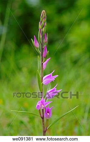 Red Helleborine, Cephalanthera rubra, Orchid View Large Photo Image Stock Image - Red Helleborine, Cephalanthera rubra, Orchid. Fotosearch