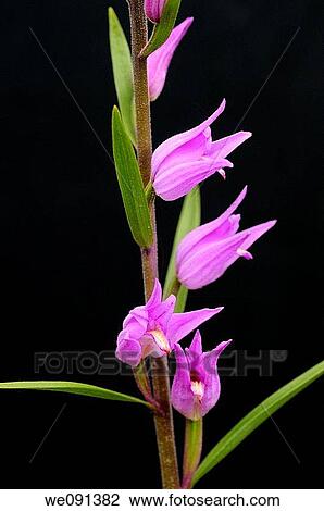 Red Helleborine, Cephalanthera rubra, Orchid View Large Photo Image Stock Image - Red Helleborine, Cephalanthera rubra, Orchid. Fotosearch