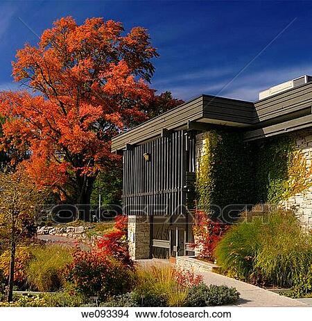 Picture - Red Maple tree at the new Toronto Botanical Garden building at Edwards Gardens Toronto. Fotosearch