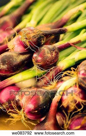 Red Onion Geens Displayed on Farmer Market. Allium cepa. View Large Photo Image Stock Image - Red Onion Geens Displayed on Farmer Market. Allium cepa.. Fotosearch