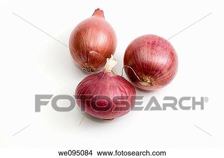 Red Onion on white background View Large Photo Image Picture - Red Onion on white background. Fotosearch