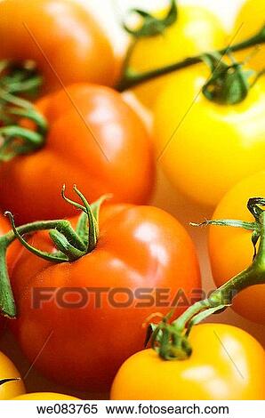 Red, Orange and Yellow Tomatos. Solanum lycopersicon. View Large Photo Image Stock Photography - Red, Orange and Yellow Tomatos. Solanum lycopersicon.. Fotosearch