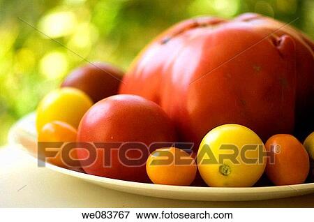 Red, Orange and Yellow Tomatos. Variety of Big and Small Multicolored Tomatoes Captured on a Plate. Solanum lycopersicon. View Large Photo Image Stock Photo - Red, Orange and Yellow Tomatos. Variety of Big and Small Multicolored Tomatoes Captured on a Plate. Solanum lycopersicon.. Fotosearch