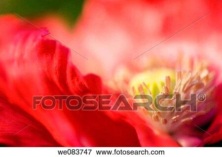 Red Peony Poppy Close-up. Papaver somniferum paeoniflorum View Large Photo Image Stock Photo - Red Peony Poppy Close-up. Papaver somniferum paeoniflorum. Fotosearch