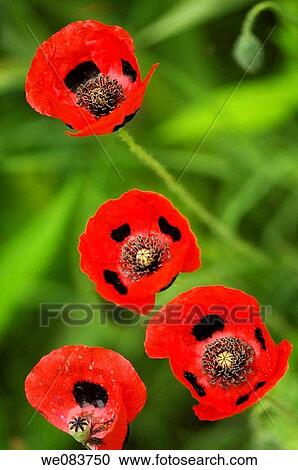 Red Poppies. Papaver commutatum Lady Bird. View Large Photo Image Stock Image - Red Poppies. Papaver commutatum Lady Bird.. Fotosearch