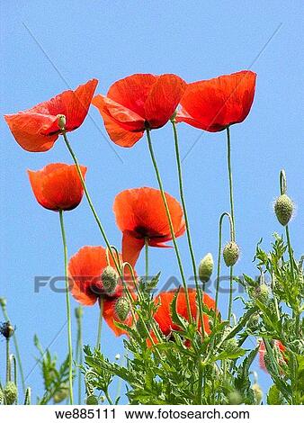 Red poppies View Large Photo Image Stock Image - Red poppies. Fotosearch