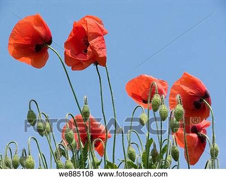 Red poppies View Large Photo Image Stock Photo - Red poppies. Fotosearch