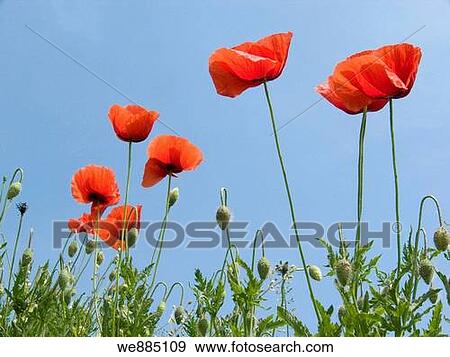 Stock Photo - Red poppies. Fotosearch