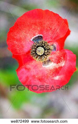 Stock Photo - Red Poppy Fully Open View from Above, projection Papaver rhoeas June 2008. Fotosearch