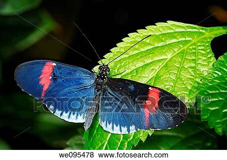 Red Postman Cyrbia butterfly on a Purple Porterweed tropical plant View Large Photo Image Stock Photo - Red Postman Cyrbia butterfly on a Purple Porterweed tropical plant. Fotosearch