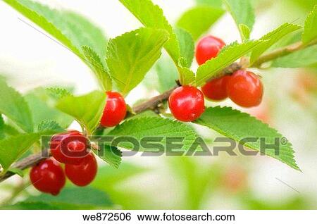 Red Ripe Nanking Bush Cherries. Prunus tomentosa. June 2008 Maryland, USA View Large Photo Image Stock Photograph - Red Ripe Nanking Bush Cherries. Prunus tomentosa. June 2008 Maryland, USA. Fotosearch