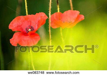 Red Shirley Poppy Duo. Papaver rhoeas. View Large Photo Image Stock Photo - Red Shirley Poppy Duo. Papaver rhoeas.. Fotosearch