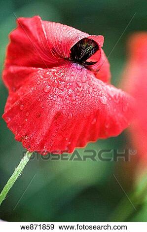 Red Shirley Poppy Heavy with Raindrops, Papaver rhoeas June 2008 Maryland, USA View Large Photo Image Stock Photo - Red Shirley Poppy Heavy with Raindrops, Papaver rhoeas June 2008 Maryland, USA. Fotosearch