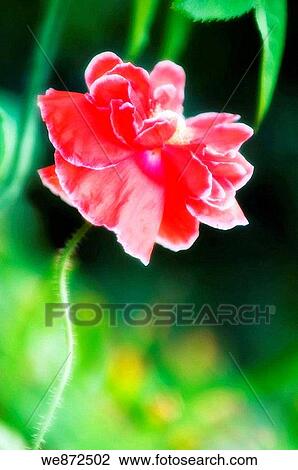 Red Shirley Poppy on a Curly Stem. Papaver rhoeas. June 2008 View Large Photo Image Stock Image - Red Shirley Poppy on a Curly Stem. Papaver rhoeas. June 2008. Fotosearch