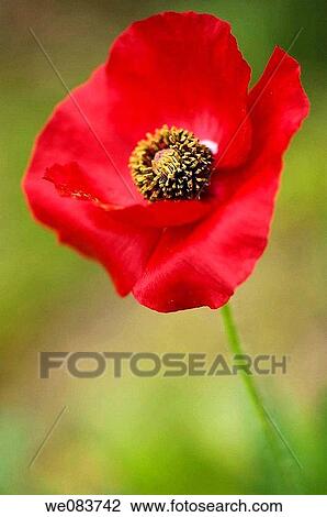 Red Shirley Poppy. Papaver rhoeas. View Large Photo Image Stock Image - Red Shirley Poppy. Papaver rhoeas.. Fotosearch