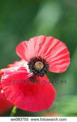 Red Shirley Poppy. Papaver rhoeas. View Large Photo Image Stock Photography - Red Shirley Poppy. Papaver rhoeas.. Fotosearch