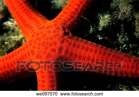 Red starfish close up View Large Photo Image Stock Image - Red starfish close up. Fotosearch