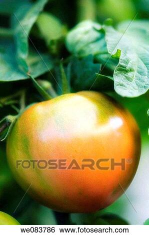 Red Tomato Growing on a Vine. Solanum lycopersicon. View Large Photo Image Stock Photograph - Red Tomato Growing on a Vine. Solanum lycopersicon.. Fotosearch