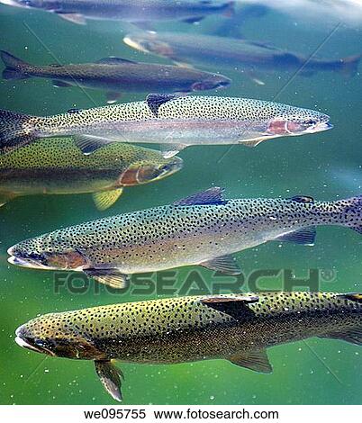 Regenbogenforelle Schwimmen Auf Dass Oberflache Von A See In Quebec Stock Fotografie We095755 Fotosearch