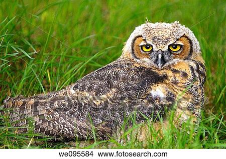 Relaxed eyes of a sleepy Great Horned Owl lying in the grass in spring View Large Photo Image Picture - Relaxed eyes of a sleepy Great Horned Owl lying in the grass in spring. Fotosearch