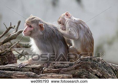 rhesus apes / Macaca mulatta View Large Photo Image Stock Image - rhesus apes / Macaca mulatta. Fotosearch