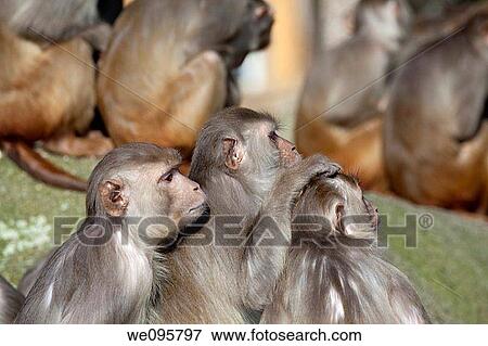 Stock Photo - rhesus apes / Macaca mulatta. Fotosearch