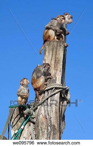 rhesus apes / Macaca mulatta View Large Photo Image Stock Photograph - rhesus apes / Macaca mulatta. Fotosearch