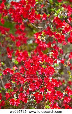 Rhododendron is a genus of flowering plants in the family Ericaceae View Large Photo Image Stock Photography - Rhododendron is a genus of flowering plants in the family Ericaceae. Fotosearch