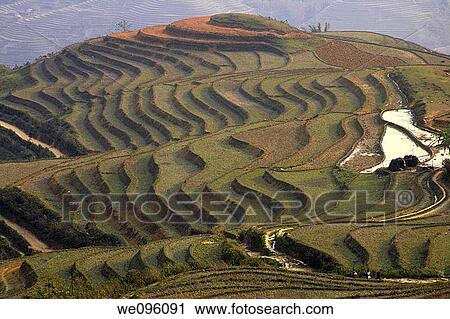 Stock Image - Rice Terraces, Sapa, Vietnam. Fotosearch