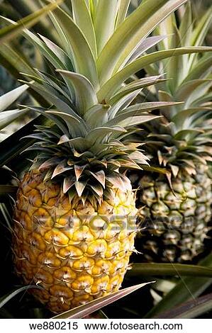 Ripe and unripe pineapples on the bush. USA, Hawaii, Maui, View Large Photo Image Stock Photography - Ripe and unripe pineapples on the bush. USA, Hawaii, Maui,. Fotosearch