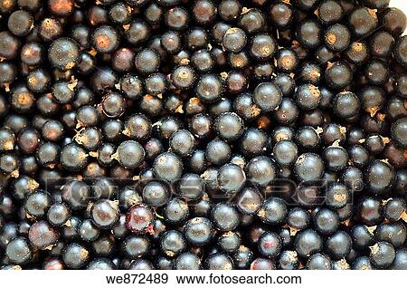 Ripe Black Currants Pattern Ribes nigrum July 2008 View Large Photo Image Stock Photo - Ripe Black Currants Pattern Ribes nigrum July 2008. Fotosearch