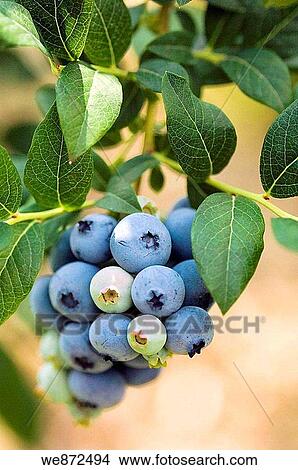 Ripe Blueberries Ripening on an Orchard Bush, Two Berries Green Vaccinium corymbosum June 2005 View Large Photo Image Picture - Ripe Blueberries Ripening on an Orchard Bush, Two Berries Green Vaccinium corymbosum June 2005. Fotosearch