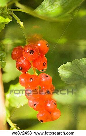 Ripe Red Currants Berries Wet after the Rain Ribes rubrum June 2007 View Large Photo Image Stock Photo - Ripe Red Currants Berries Wet after the Rain Ribes rubrum June 2007. Fotosearch
