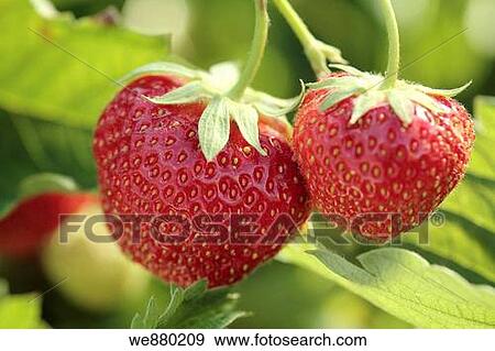 Ripe strawberries on the plant, close-up View Large Photo Image Stock Photo - Ripe strawberries on the plant, close-up. Fotosearch