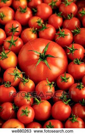 Ripe tomatoes, full frame View Large Photo Image Stock Image - Ripe tomatoes, full frame. Fotosearch