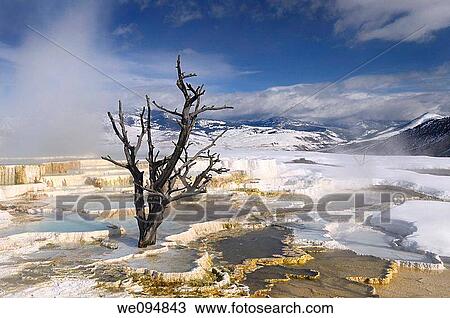 Rising steam and dead tree and at travertine pools with snow at the Main Terrace at Mammoth Hot Springs Yellowstone Park in winter View Large Photo Image Stock Image - Rising steam and dead tree and at travertine pools with snow at the Main Terrace at Mammoth Hot Springs Yellowstone Park in winter. Fotosearch