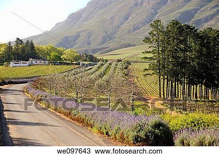 Stock Image - Road along Lavender flowers and vineyards fields nearby Stellenbosch, South Western Cape, South Africa. Fotosearch