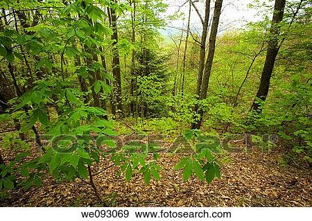 Roaring Fork Motor Nature Trail, Spring, Great Smoky Mtns Nat Park, TN View Large Photo Image Stock Photo - Roaring Fork Motor Nature Trail, Spring, Great Smoky Mtns Nat Park, TN. Fotosearch