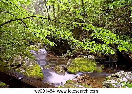 Roaring Fork, Springtime, Great Smoky Mtns Nat Park, TN, USA View Large Photo Image Picture - Roaring Fork, Springtime, Great Smoky Mtns Nat Park, TN, USA. Fotosearch