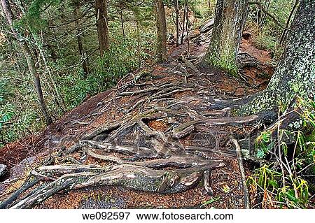 Rocks, Roots & Erosion at The Chimneys, Great Smoky Mtns NP, TNJ View Large Photo Image Stock Photo - Rocks, Roots & Erosion at The Chimneys, Great Smoky Mtns NP, TNJ. Fotosearch